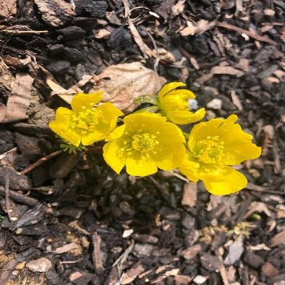 キバナセツブンソウ