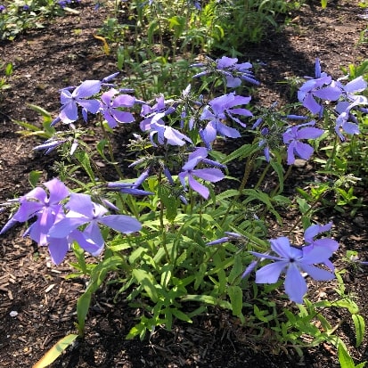 ハルザキフロックス