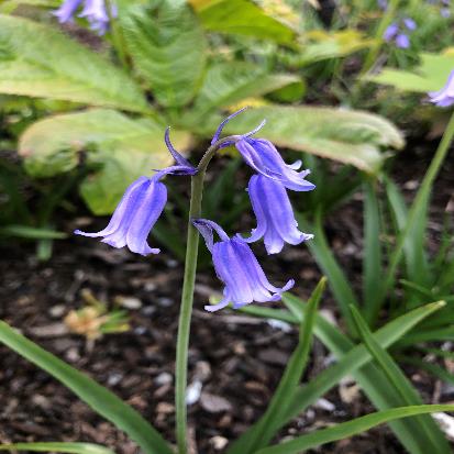 イングリッシュブルーベル