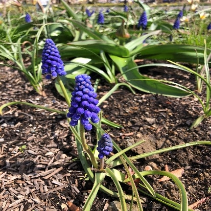 グレープヒヤシンス／ブドウムスカリ