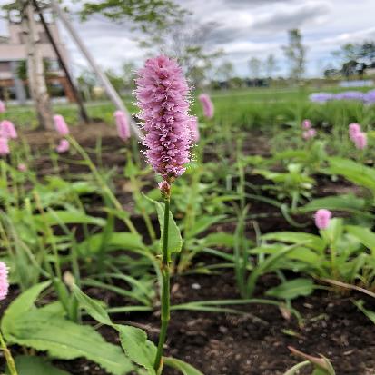 イブキトラノオ