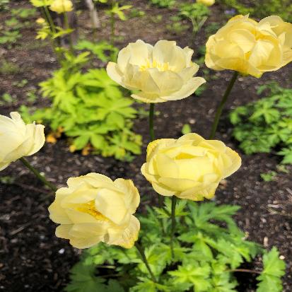 ボタンキンバイ