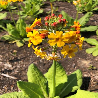 オレンジクリンソウ