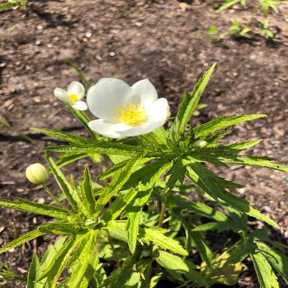 フタマタイチゲ