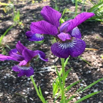 シベリアアヤメ