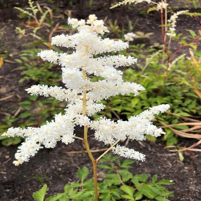 アワモリショウマ