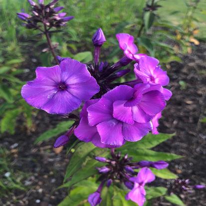 クサキョウチクトウ