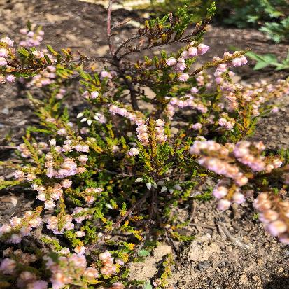 ギョリュウモドキ