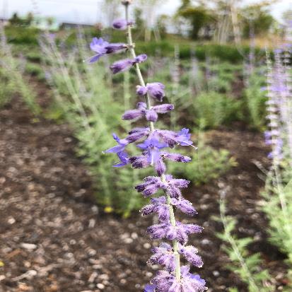 ロシアンセージ