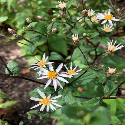 ホワイトウッドアスター