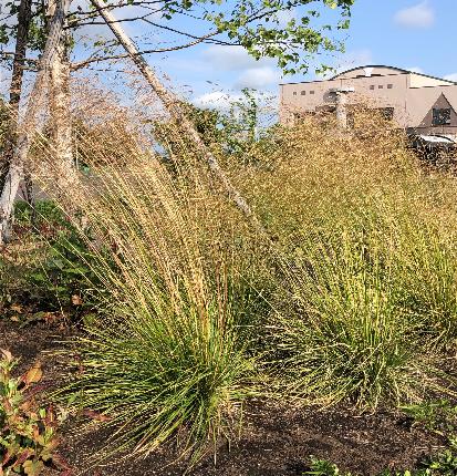 ヒロハノコメススキ