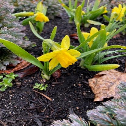 ミニラッパスイセン