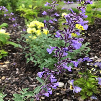 ブルーキャットミント