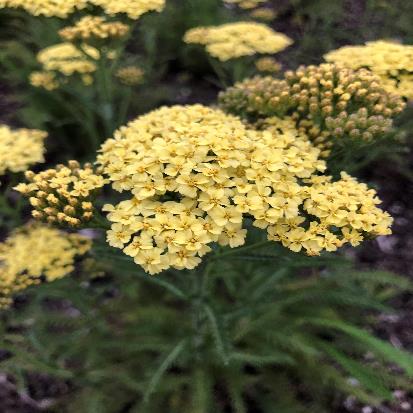 セイヨウノコギリソウ