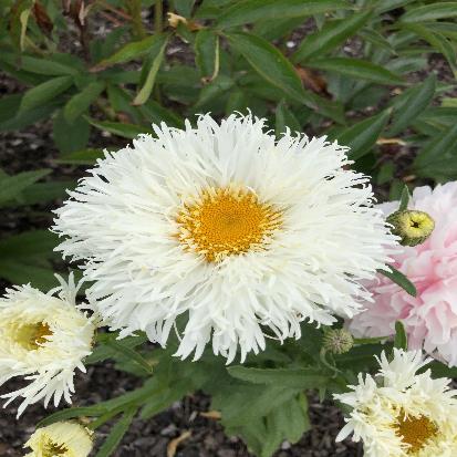 シャスターデージー