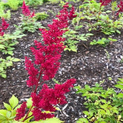 アワモリショウマ