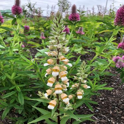 キツネノテブクロ