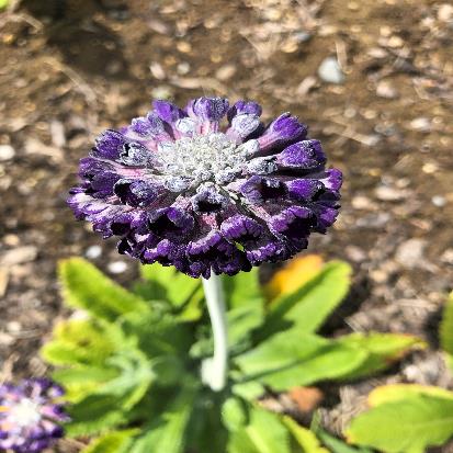 ヒマラヤサクラソウ