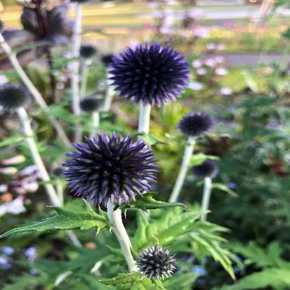 ルリタマアザミ