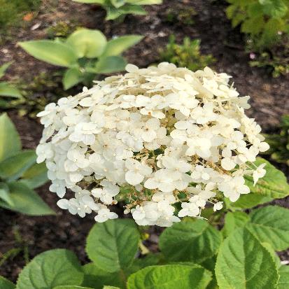 マルバアマニュウ