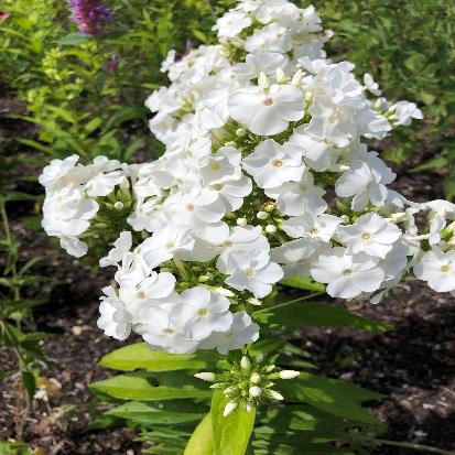 クサキョウチクトウ