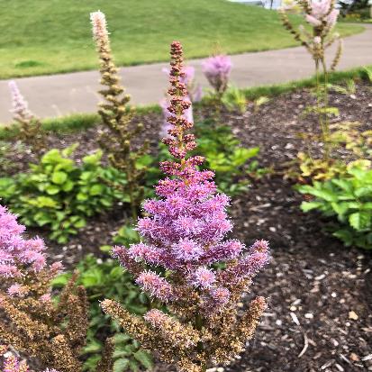 アワモリショウマ