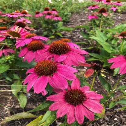 ムラサキバレンギク