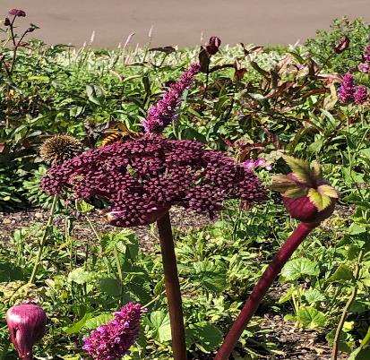 コリアンアンジェリカ