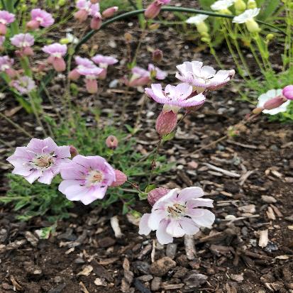 ホテイマンテマ