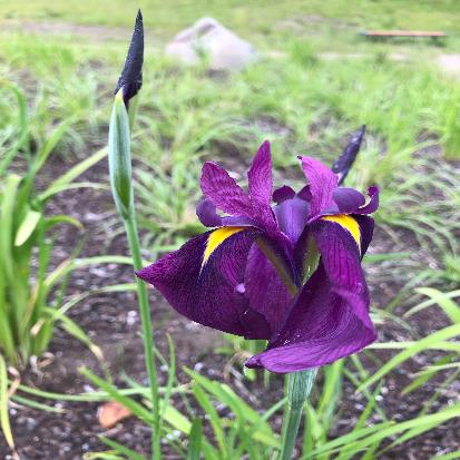 ノハナショウブ