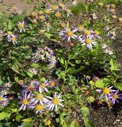 エゾノコンギク