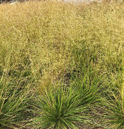 ヒロハノコメススキ