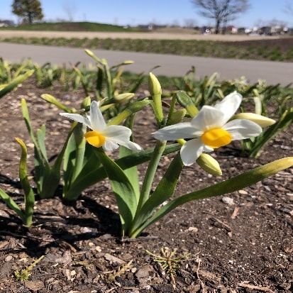 ニホンズイセン