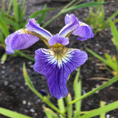 ヒオウギアヤメ