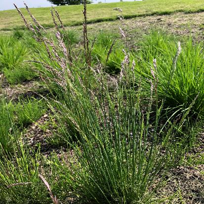 デスカンプシア・フレクシオーサ